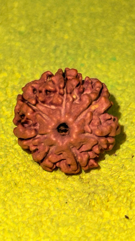 7 Mukhi Rudraksha