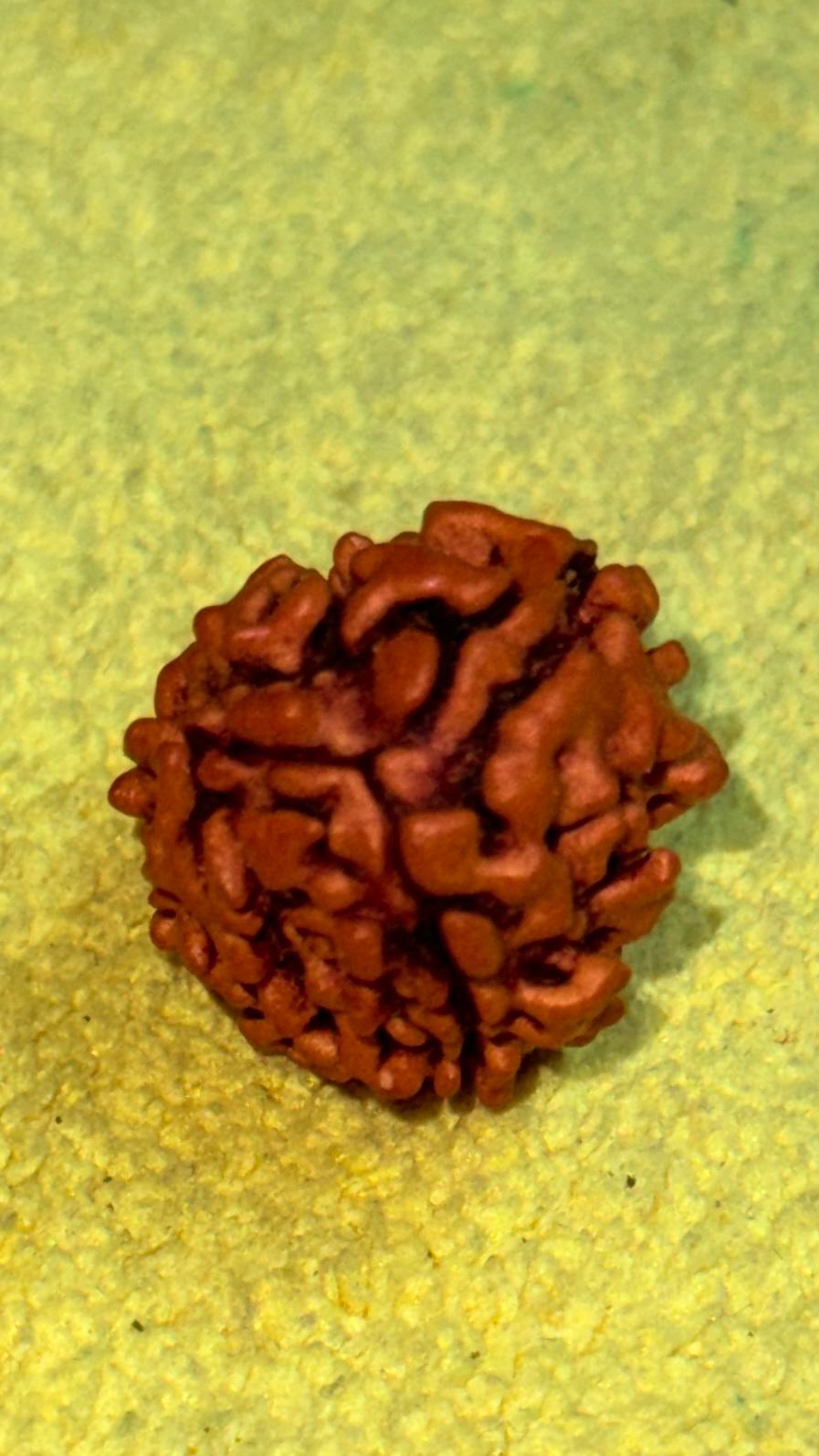 3 Mukhi Rudraksha