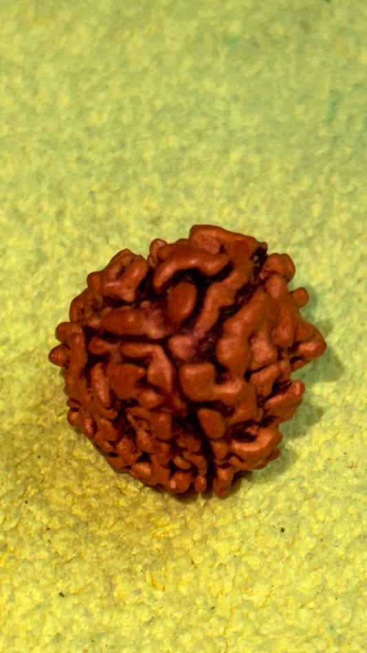 3 Mukhi Rudraksha