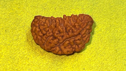 1 Mukhi Rudraksha