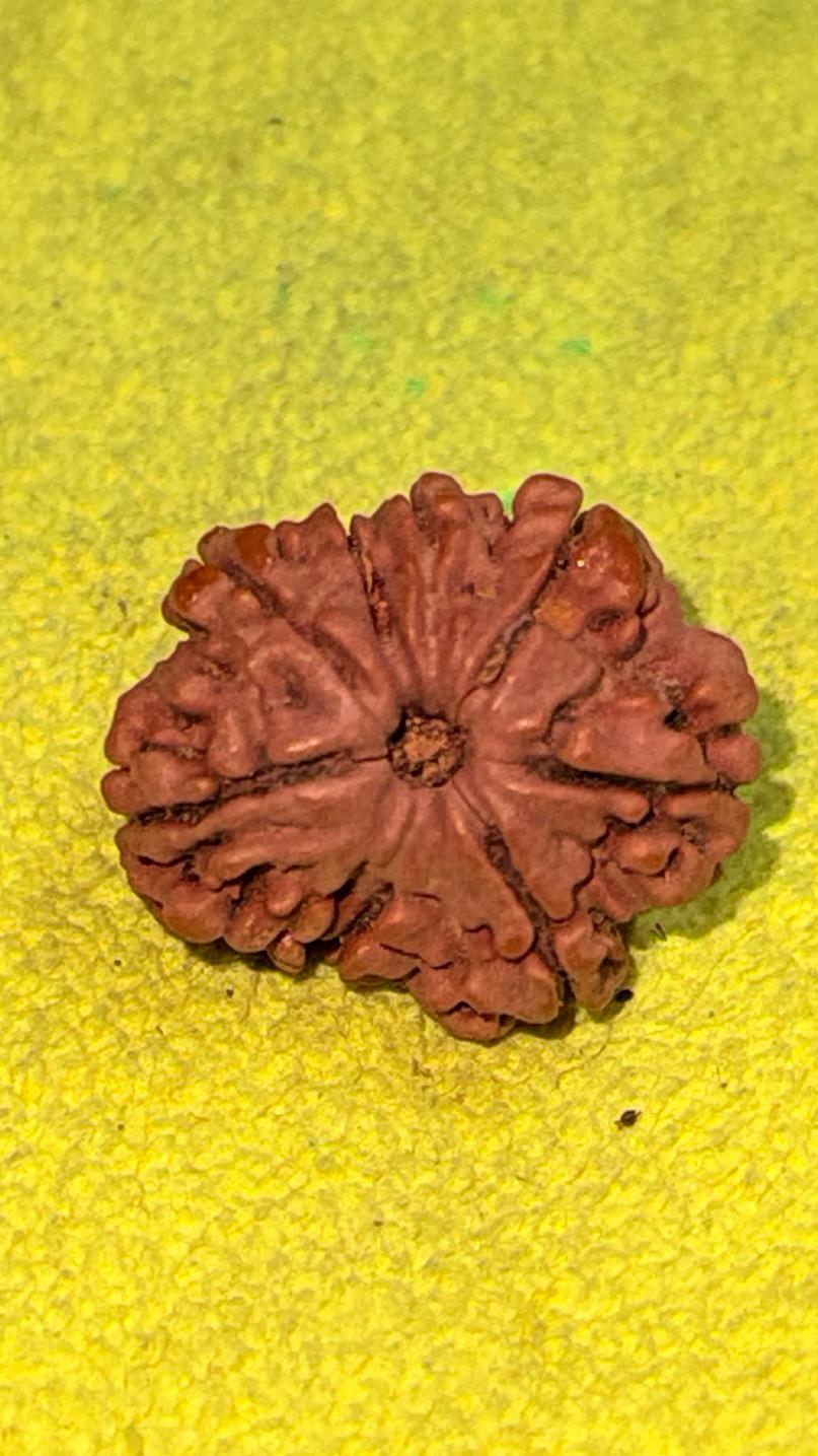 8 Mukhi Rudraksha